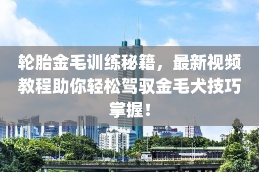 輪胎金毛訓(xùn)練秘籍，最新視頻教程助你輕松駕馭金毛犬技巧掌握！