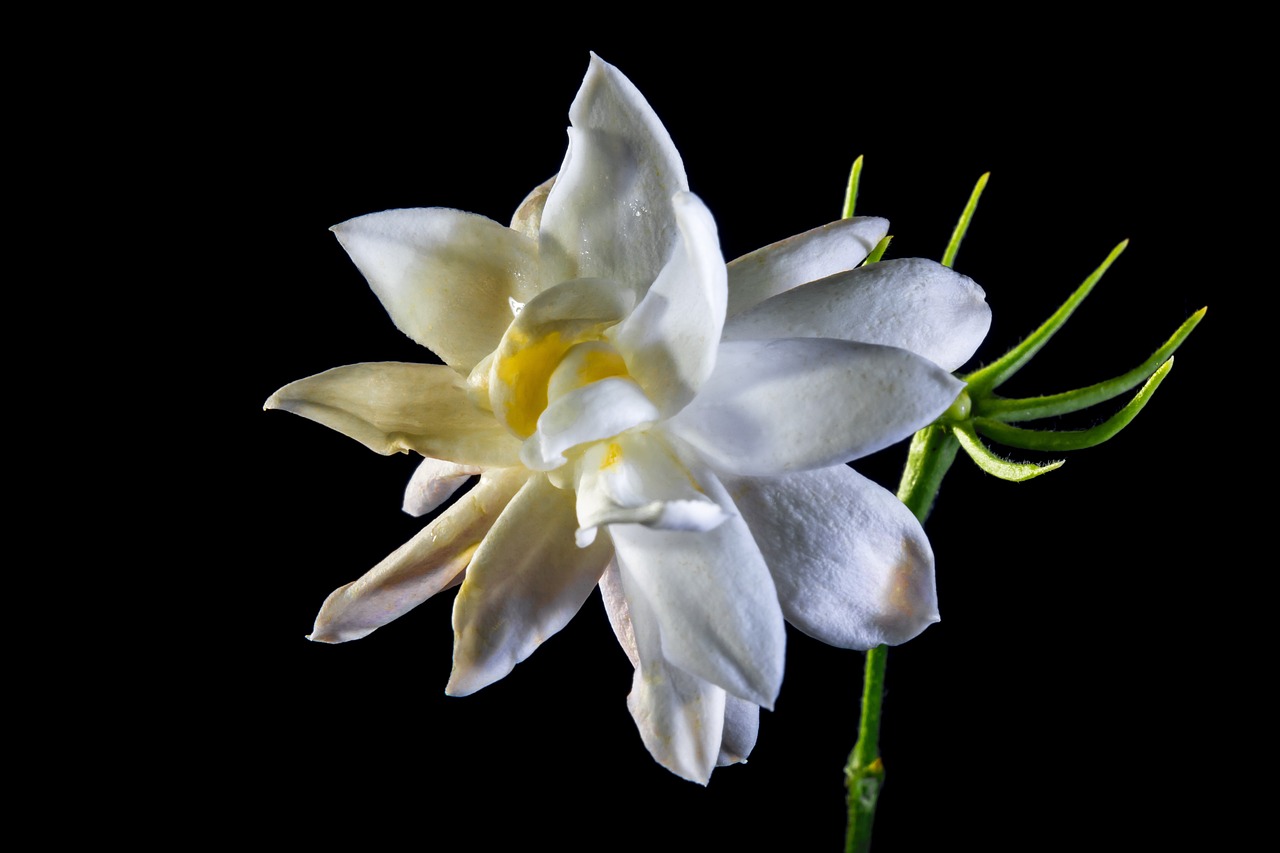江門禮樂招聘最新動(dòng)態(tài)，職業(yè)發(fā)展熱門信息與機(jī)遇揭秘