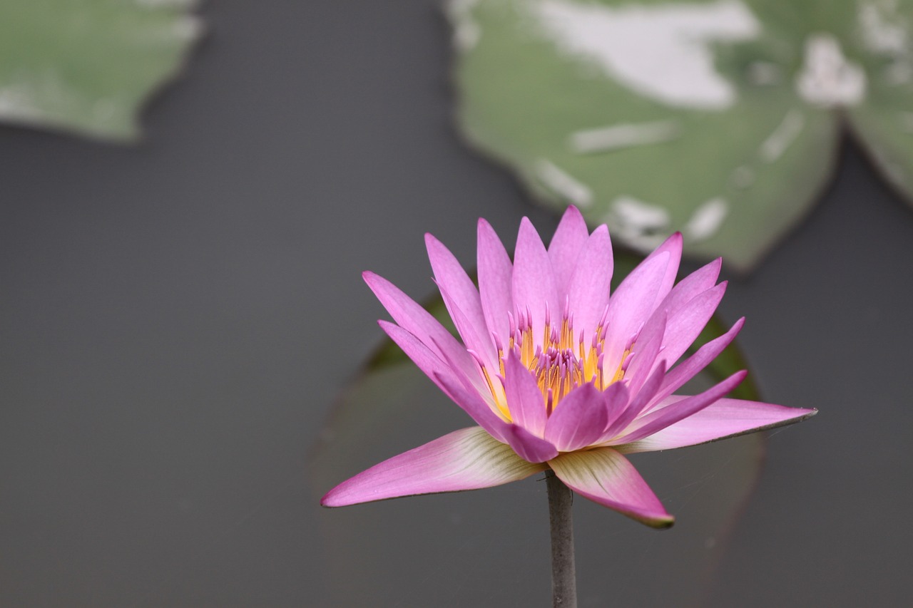 鴻坤原鄉(xiāng)郡最新動(dòng)態(tài)，引領(lǐng)未來(lái)人居趨勢(shì)，展現(xiàn)新風(fēng)尚