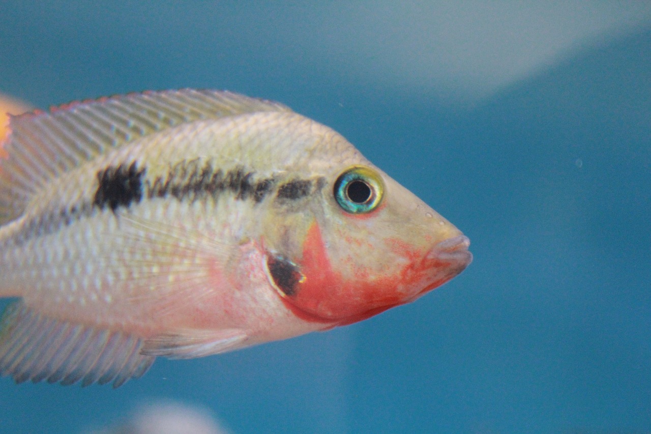 最新款彩蝶龍魚缸圖片展示與鑒賞，美麗水族世界的璀璨明珠