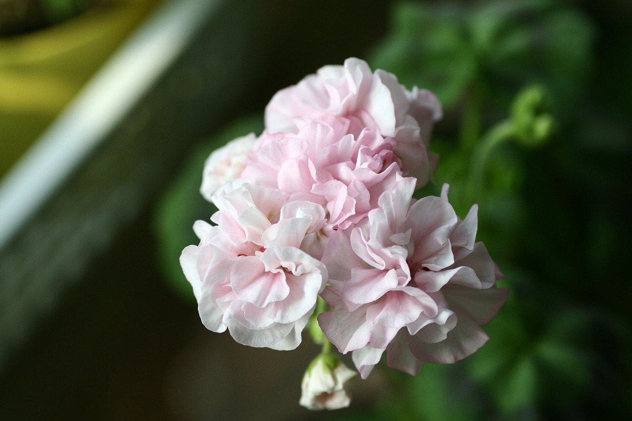 花開(kāi)無(wú)言 第49頁(yè)