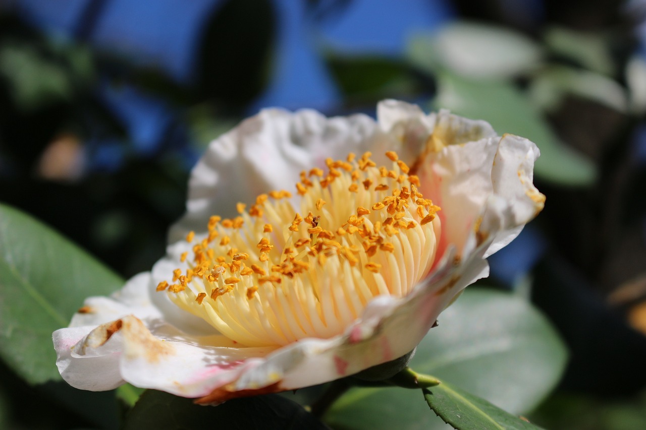澳門天天開彩大全免費(fèi)，植物保護(hù)_個(gè)性版DEB58.6.70