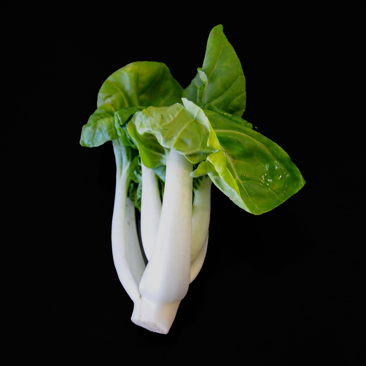 最新菜心品種探索，多樣性與種植潛力全解析