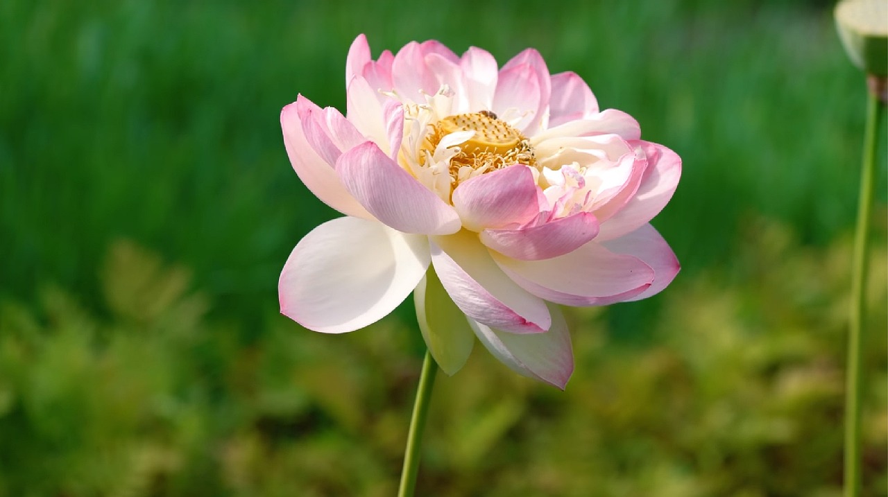 共享雨傘項(xiàng)目最新進(jìn)展與前景展望，創(chuàng)新動(dòng)態(tài)及未來(lái)趨勢(shì)分析