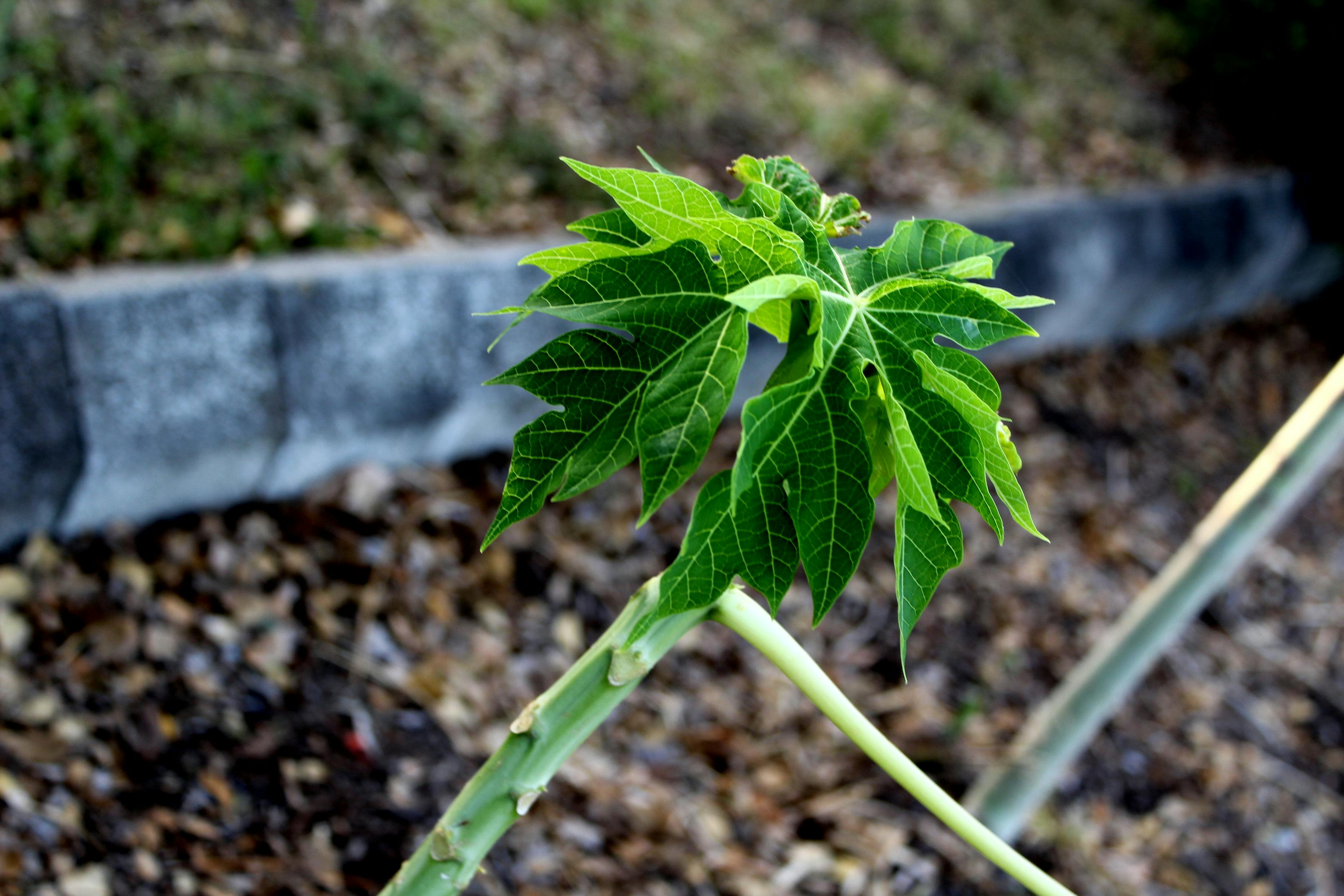 最新花木求購，開啟綠色生活新篇章的探索之旅