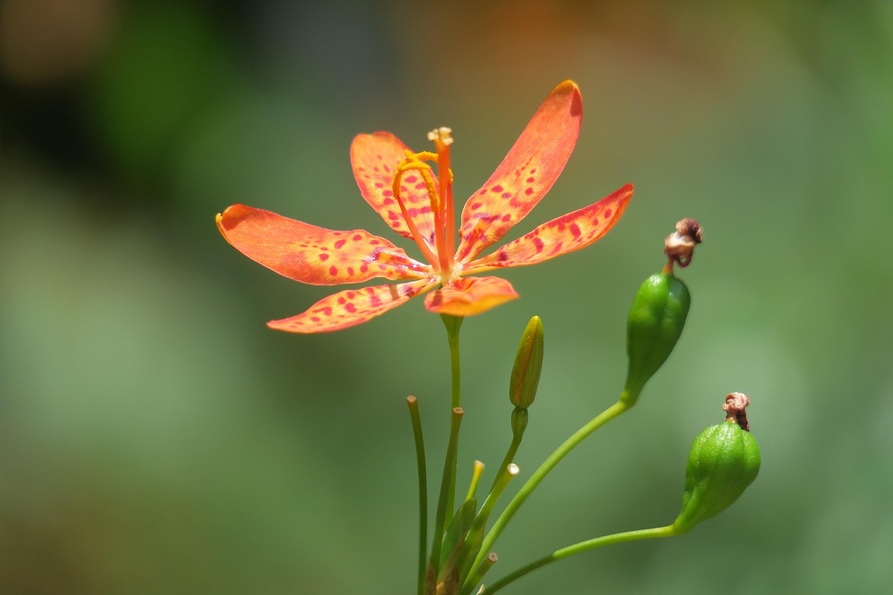 最新花藝培訓(xùn)，探索花藝世界的無限魅力